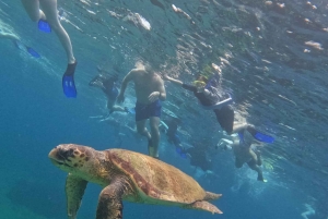 Akamas coast boat trip swiming & snorkeling with sea Turtles