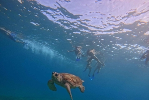 Akamas coast boat trip swiming & snorkeling with sea Turtles