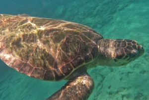 Akamas coast boat trip swiming & snorkeling with sea Turtles