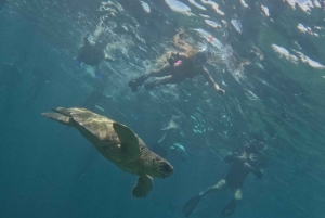 Akamas coast boat trip swiming & snorkeling with sea Turtles