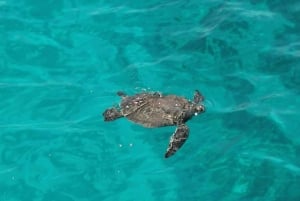 Ayia Napa: Blue Lagoon and Turtle Cove Cruise