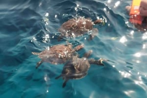 Ayia Napa: Blue Lagoon and Turtle Cruise