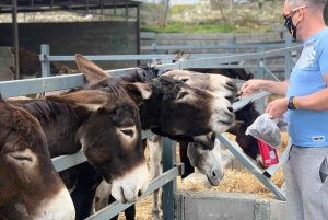 Ayia Napa, Protaras, Larnaca, Limassol: Donkeys & Traditions