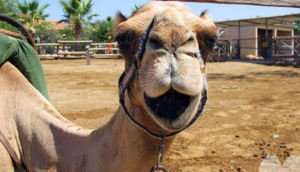 Best Things Your Kids will Love in Cyprus