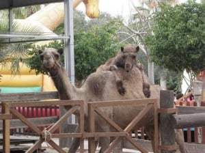 Camel Park