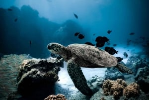 Cipro: Avventura di nuoto in mare aperto