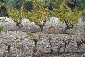 Cyprus: Troodos Mountain Wine Tour with a Local