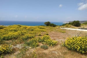 Utforsk Kypros' underverker fra Limassol cruiseterminal