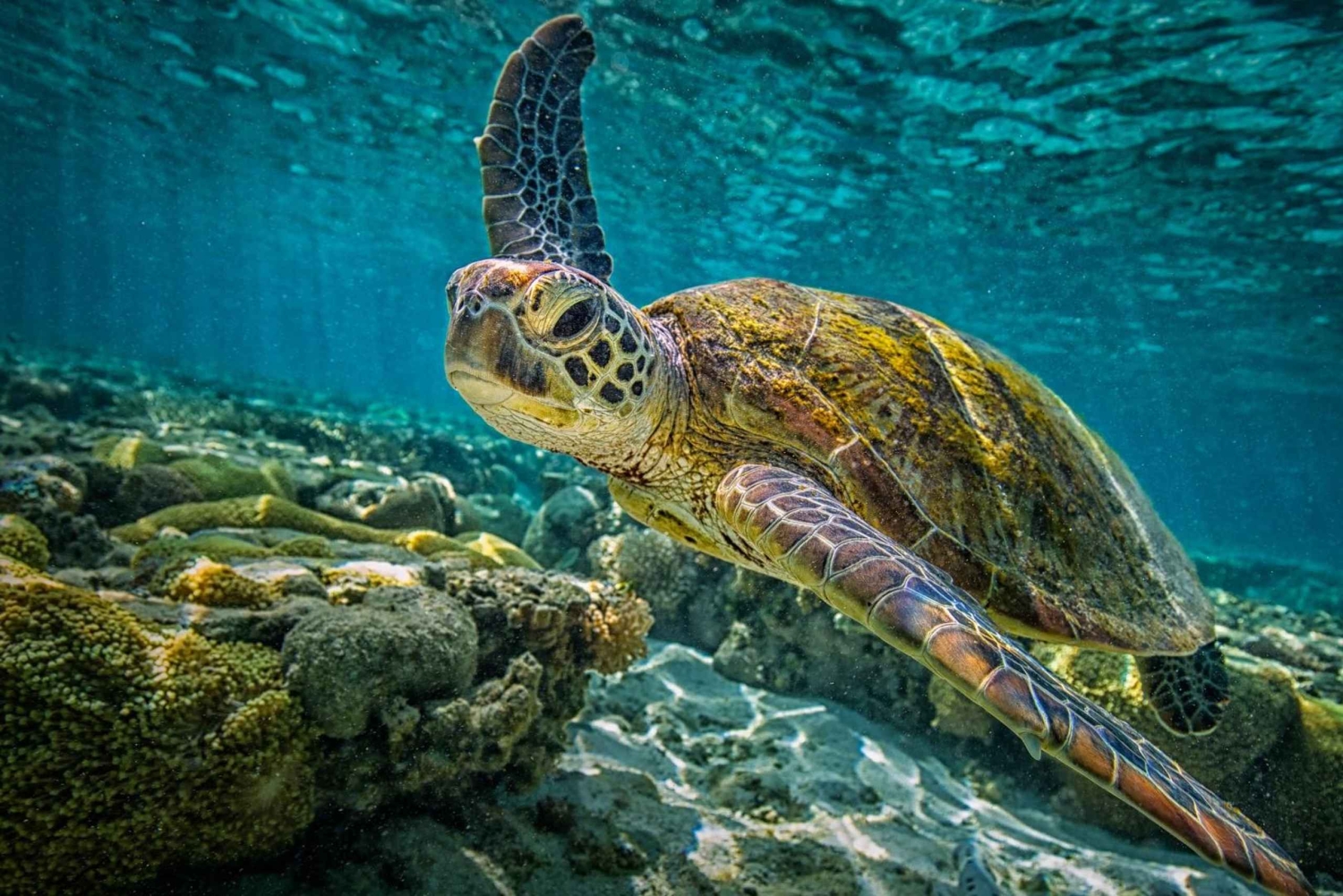 Au départ de Paphos : Visite guidée de l'Akamas en 4x4 avec un guide local