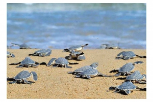 Vanuit Paphos: Dagtrip Nationaal Park Akamas Schiereiland