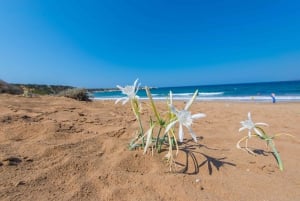 From Paphos or Limassol: Akamas National Park Jeep Safari