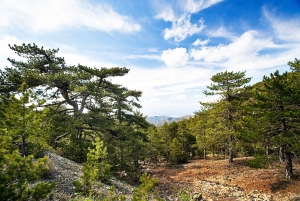From Paphos: Caledonia Waterfalls Walking Tour with Lunch