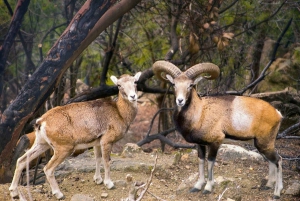 Da Paphos: Esplora le gemme nascoste di Troodos in minibus