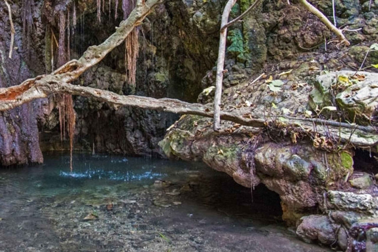 Da Paphos o Limassol: Safari in jeep nel Parco Nazionale di Akamas