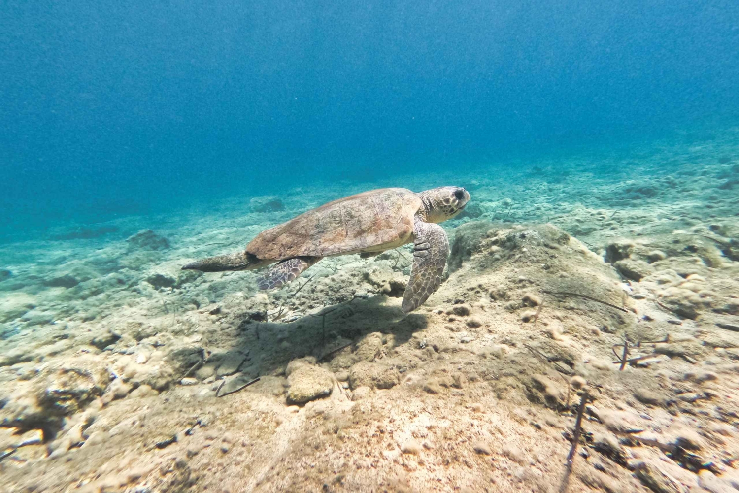 Z PAPHOS: Snorkeling w Moulia Rocks (łódź)