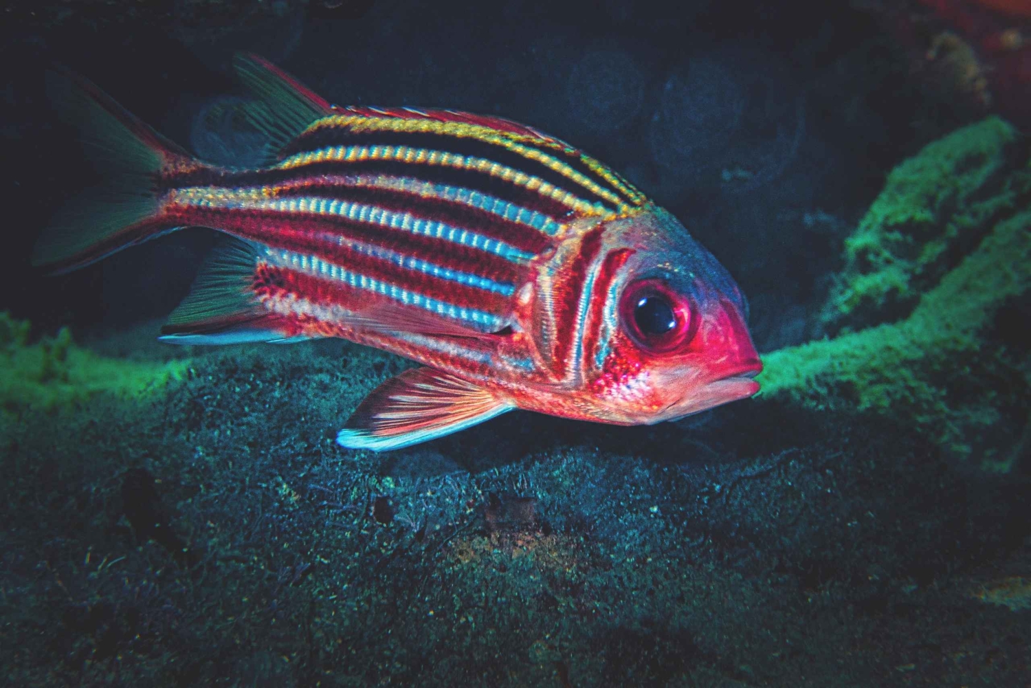 Z PAPHOS: Snorkeling w Moulia Rocks (łódź)