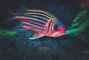 Z PAPHOS: Snorkeling w Moulia Rocks (łódź)