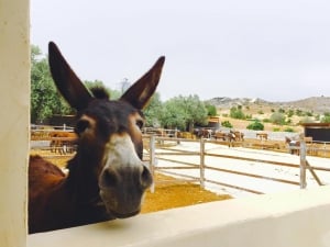 Golden Donkeys Farm
