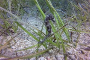 Green Bay Private Scuba Diving Adventure