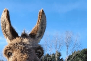 Larnaca hides Gem: Lefkara & Golden Donkey Farm Adventure