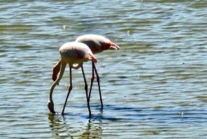 Lárnaca: guía privado para explorar los lugares más destacados
