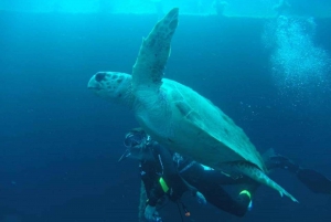 Larnaca: Private Zenobia Beginners Divers