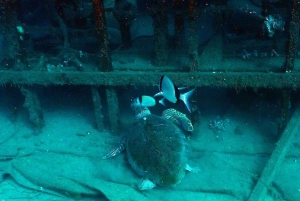 Larnaca: Zenobia Qualified Divers