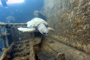 Larnaca: Zenobia Shipwreck Dives - certified divers only