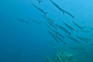 Zenobia Wreck: Private Guided Dive