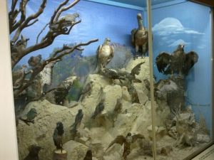 Larnaka Municipal Museum of Natural History