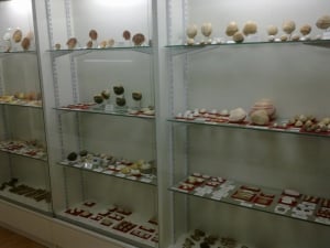 Larnaka Municipal Museum of Natural History