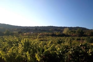 Limassol, Omodos e degustação de vinhos