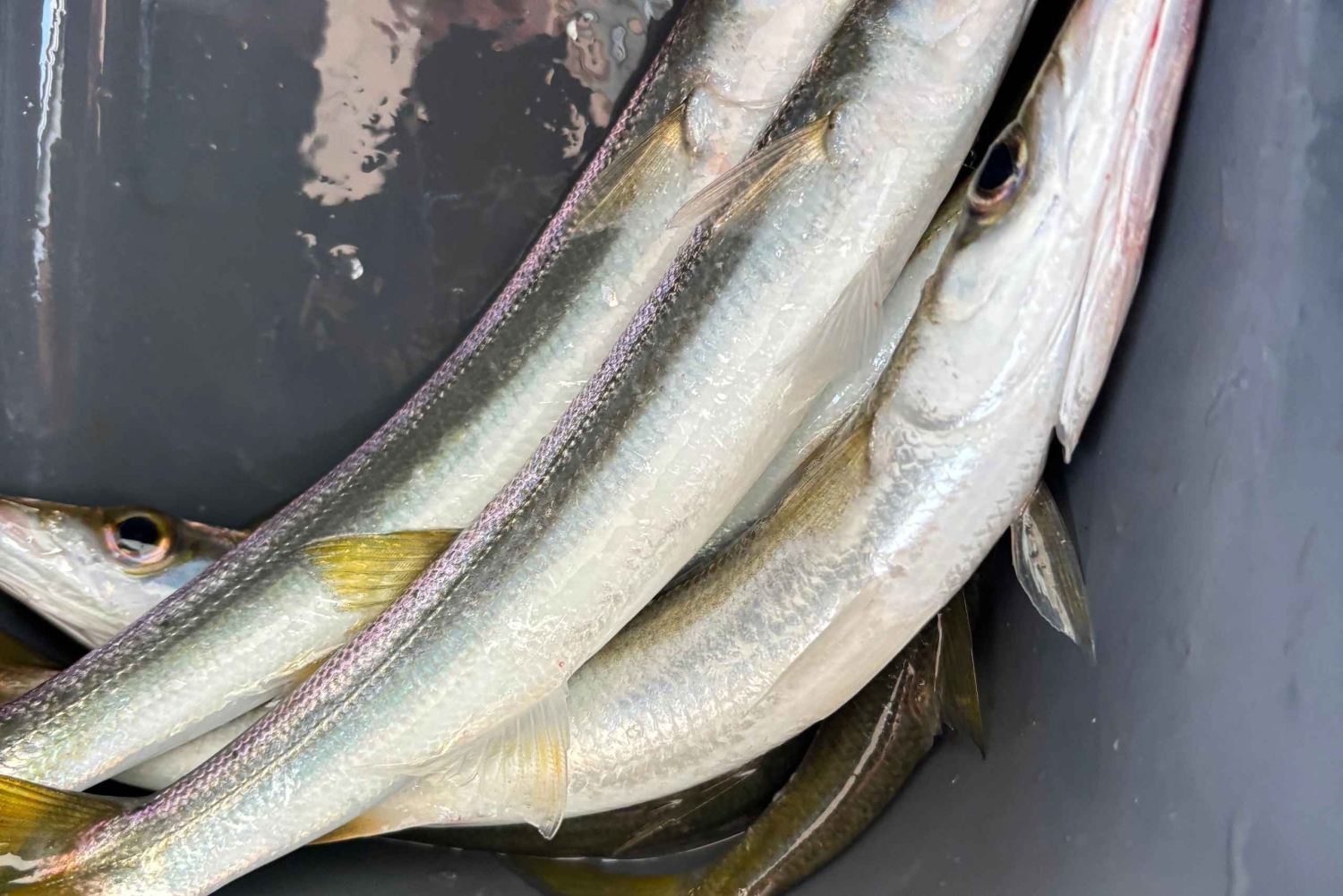 Limassol: snorkeltocht in Limassol