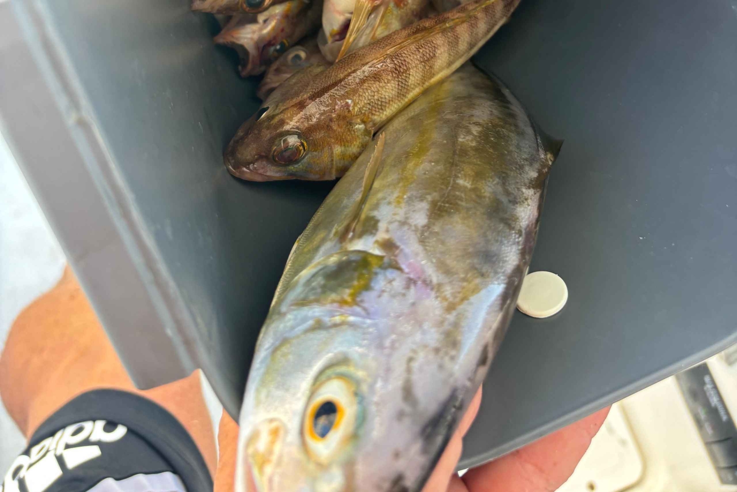 Limassol: snorkeltocht in Limassol