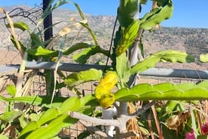 Myths, Waves & Wine: Cyprus in a Day