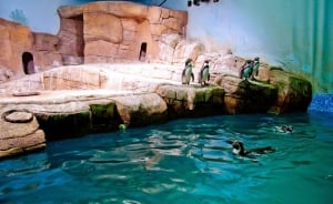 Ocean Aquarium Park