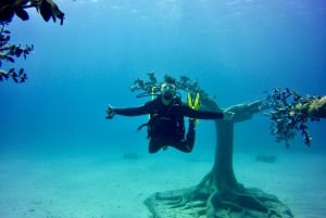 Open Water Diver Course - Scuba Diving Course for Beginners