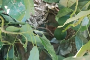 パフォス、ブルーラグーン、ラッチ、日帰りツアー、バス、ボート、ウォータースライダー。