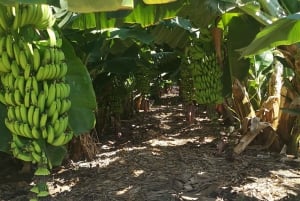 パフォス、ブルーラグーン、ラッチ、日帰りツアー、バス、ボート、ウォータースライダー。