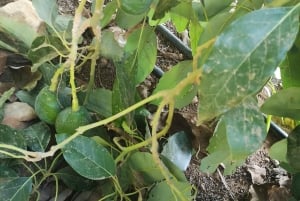 パフォス、ブルーラグーン、ラッチ、日帰りツアー、バス、ボート、ウォータースライダー。