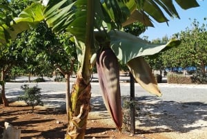 パフォス、ブルーラグーン、ラッチ、日帰りツアー、バス、ボート、ウォータースライダー。