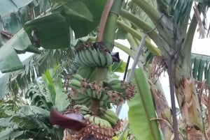 パフォス、ブルーラグーン、ラッチ、日帰りツアー、バス、ボート、ウォータースライダー。