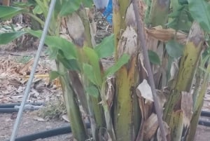 パフォス、ブルーラグーン、ラッチ、日帰りツアー、バス、ボート、ウォータースライダー。