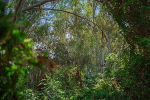 Paphos: Dagstur til Akamas/Blå lagune og Afrodites bad