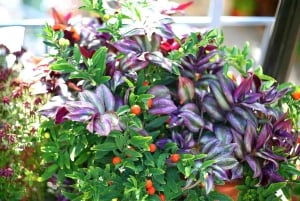 Paphos: Authentic Gourmet Tour with Wine and Food Tasting