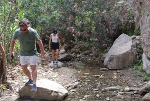 Pafos: Excursión en Jeep por el Desfiladero de Avakas y la Bahía de las Tortugas con granja de burros