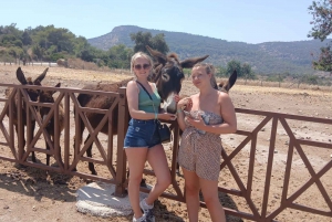 Paphos: Tour in jeep delle Gole di Avakas e della Baia delle Tartarughe con fattoria degli asini