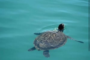 Paphos Blue Lagoon Cruise: Slide, Music & Hotel Transfer