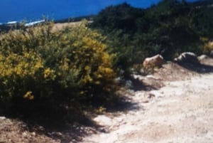 Pafos: Excursión en Buggy Akamas incl y Cataratas de Adonis