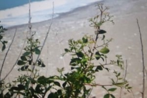 Pafos: Excursión en Buggy Akamas incl y Cataratas de Adonis